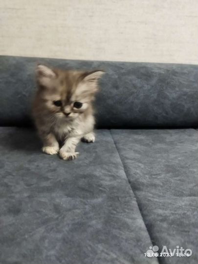 Шотландские котята в добрые руки