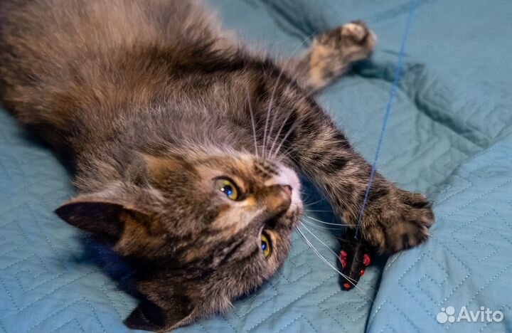 Ласковая, умная, преданная кошка