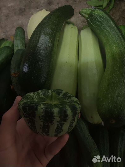 Огурцы свежие, цукини, кабачки домашние
