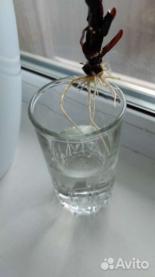 Фикус лирата бамбино