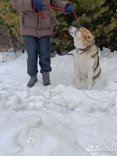 Собака щенок на охрану