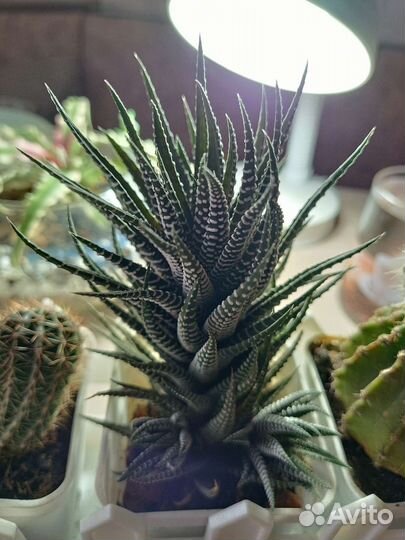 Кактусы и суккуленты