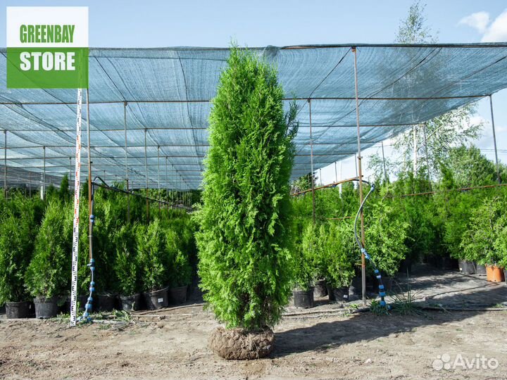 Туя колумна 2 м свежая копка 2023