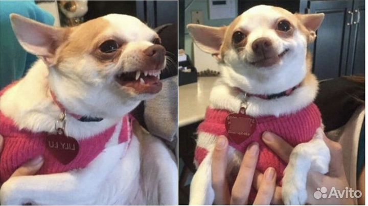 Кинолог-зоопсихолог