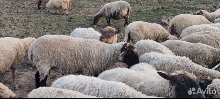 Овцы бараны