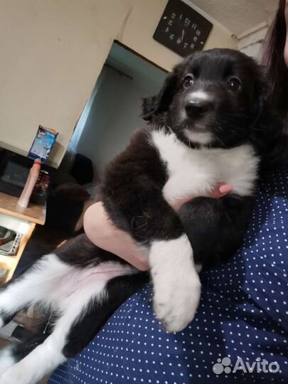 Щенки маленькой дворняжки