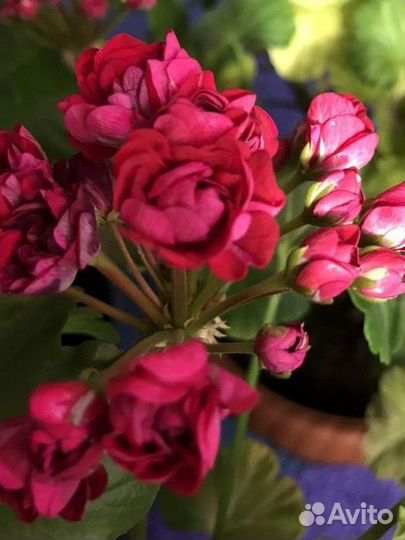 Пелларгония Pink Rambler срез