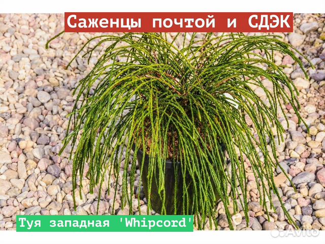 Випкорт туя фото