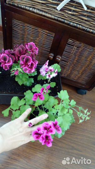 Королевская пеларгония герань