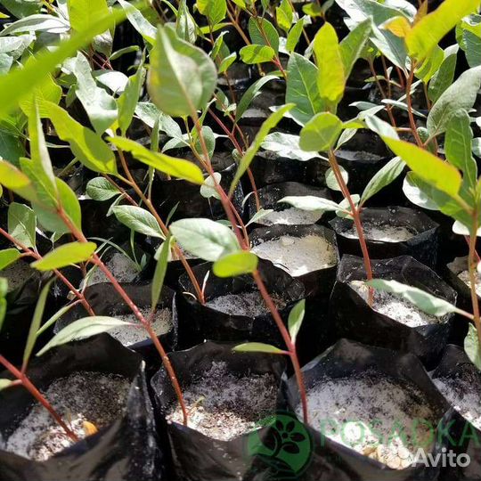 Фисташка морозостойкая