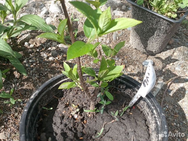 Саженцы плодовых, ягодных и декоративных культур