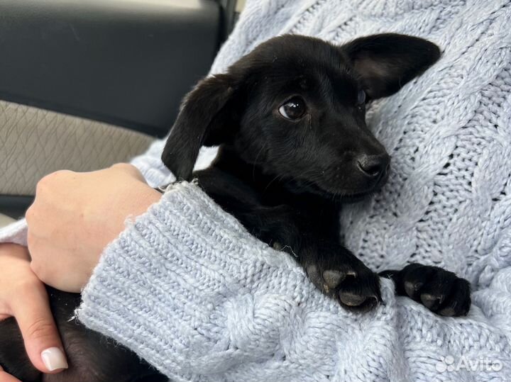 Щенок маленькая порода