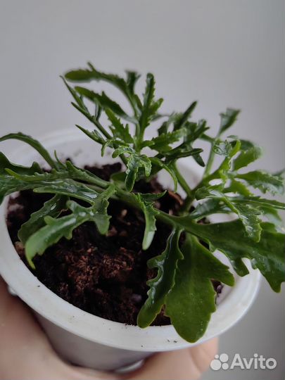 Комнатные цветы растения каланхоэ оленьи рожки