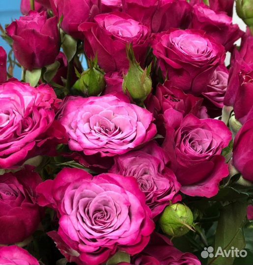 Саженцы спрей роз