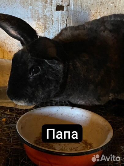 Кролики породы рекс