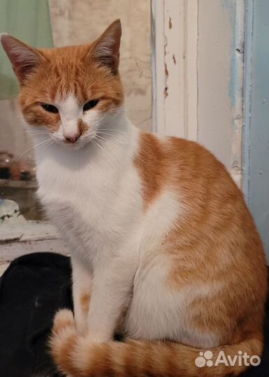 В добрые руки