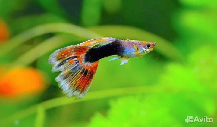 Гуппи