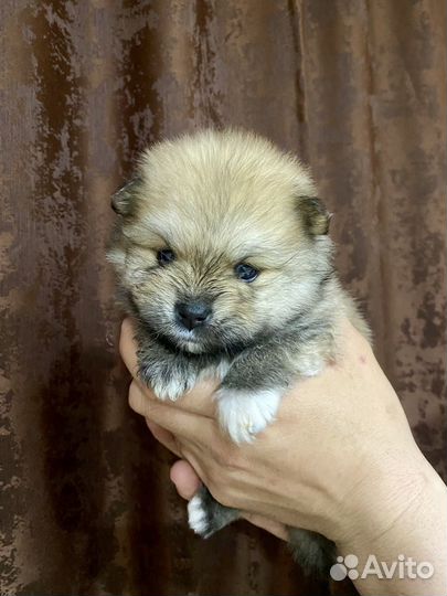 Щенки шпица