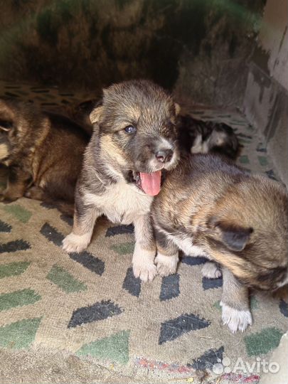 Щенок полу-хаски, щенки