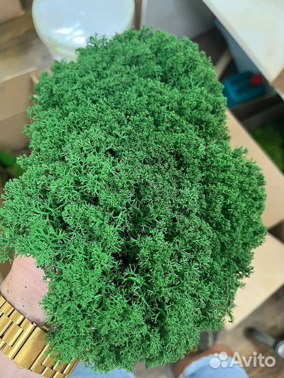 Мох ягель стабилизированный