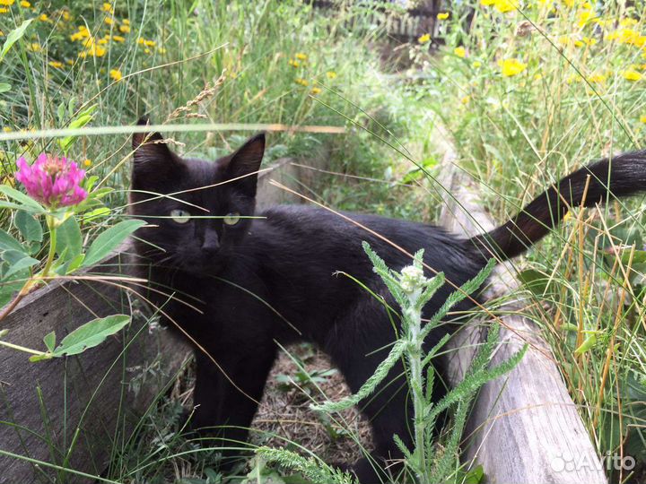 Котята в добрые руки бесплатно