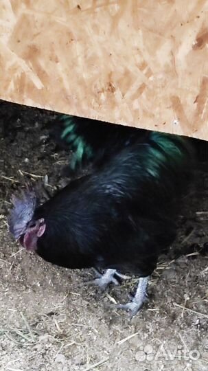 Ухейилюй инкубационное яйцо