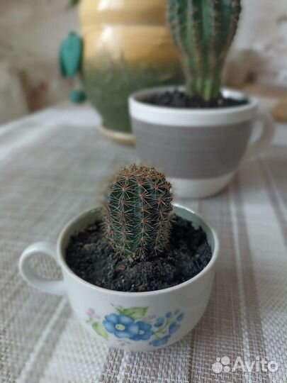 Кактус
