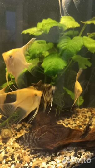 Свой развод Скалярии Попугаи Гуппи