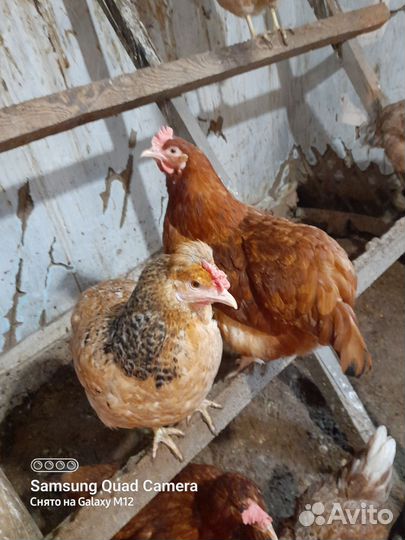 Цыплята несушки подрощенные