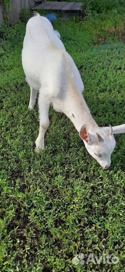 Коза дойная