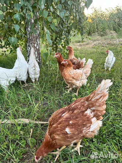 Куры несушки