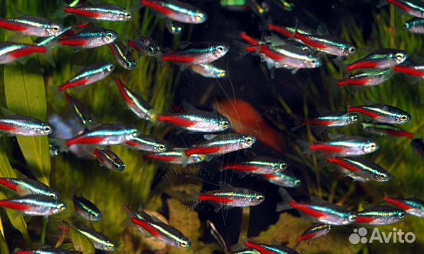 Неоны, данио, сомы