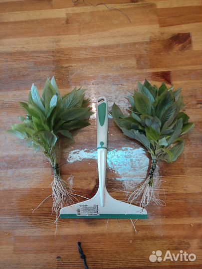 Лимонник растение для аквариума осталось 5 штук