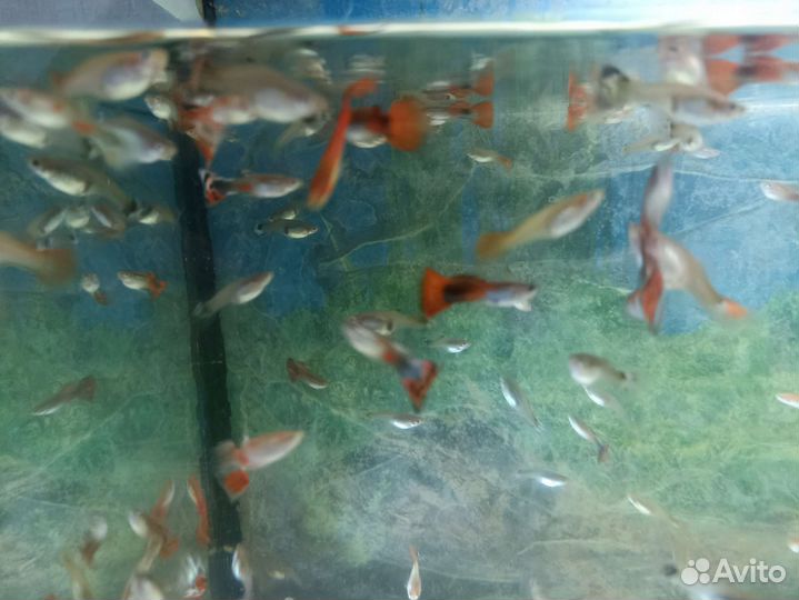 Гуппи, растения