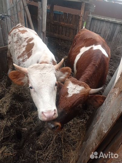 Быки живым весом