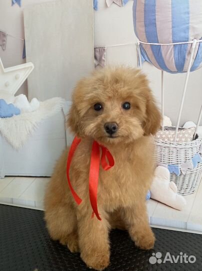 Услуги грумера