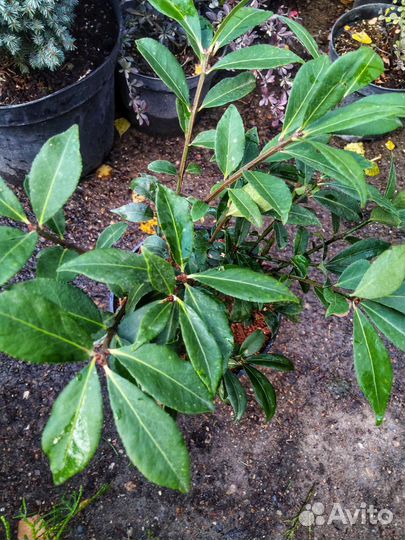 Бересклет крылатый