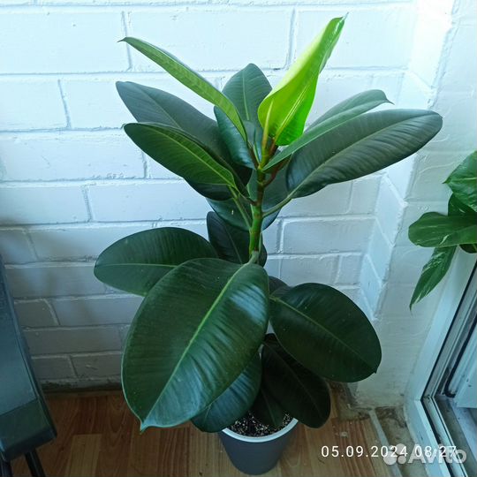 Фикус каучуконосный