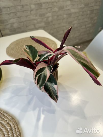 Строманта триколор