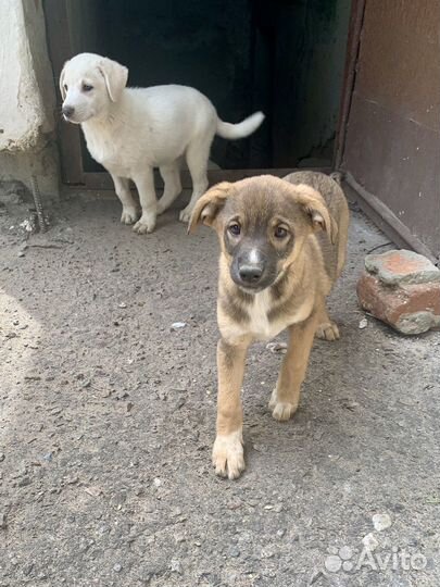 Щенки дворняги