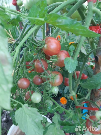 Помидоры домашние