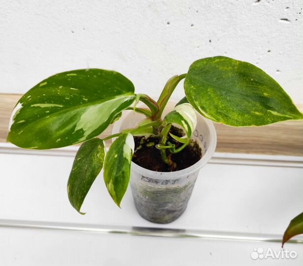 Филодендроны