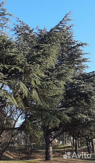 Семена гималайского кедра и др. хвойных деревьев