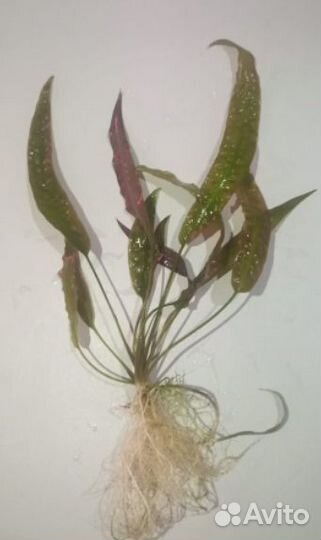 Аквариумные водоросли