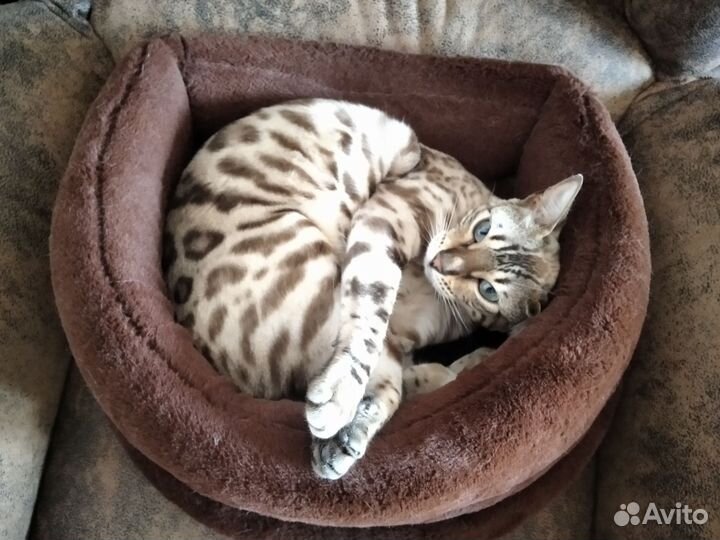 Бенгальская кошка