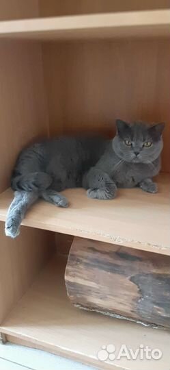 Британская кошка