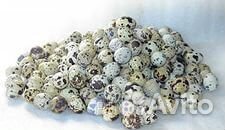 Перепел, клетки и инкубационное яйцо