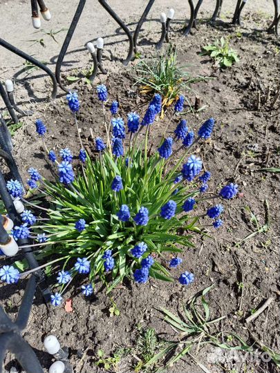 Мускари - весенние цветы, многолетние