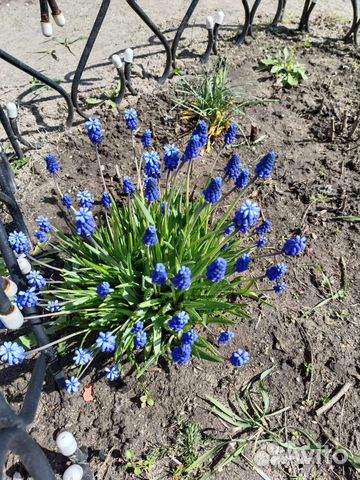 Мускари - весенние цветы, многолетние