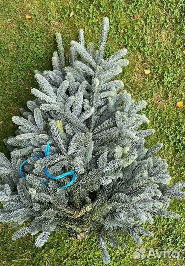 Настоящая Голубая ель. Датский. Лапник еловый для